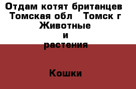 Отдам котят британцев - Томская обл., Томск г. Животные и растения » Кошки   . Томская обл.